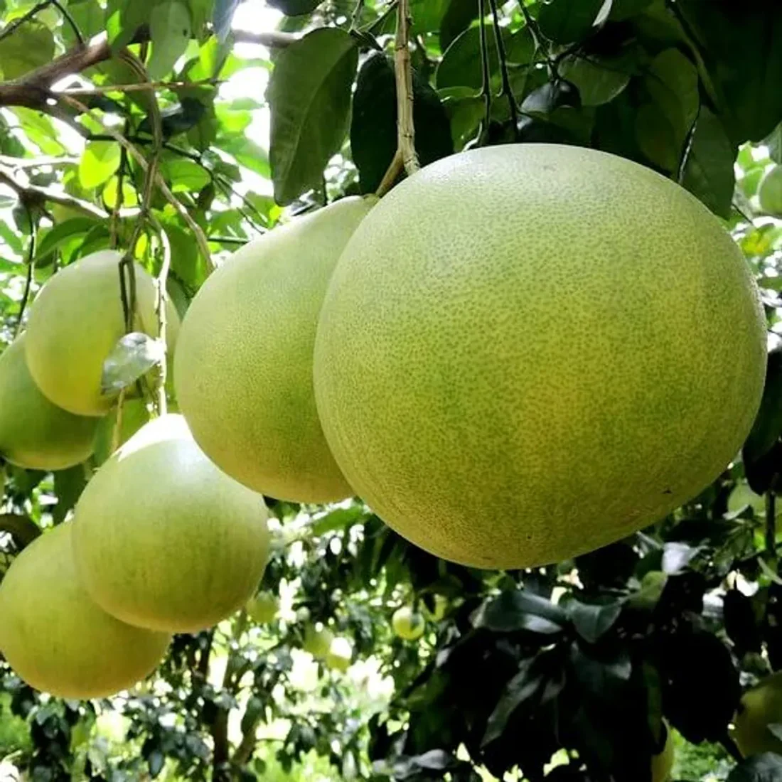 Premium Pomelo (Chakotra) Fruit Plants – Grow the World’s Largest Citrus at Home Pomelo fruit plant price in India Buy Pomelo plant online India Chakotra fruit plant nursery Hybrid Pomelo plant for home garden Grafted Pomelo plant price Devanahalli Pomelo plant online Giant citrus fruit plants India Best Pomelo varieties in India Red flesh Pomelo plant India Thai Pomelo plant online India Pummelo fruit tree saplings Citrus maxima plant nursery India Chakotra tree growing conditions India Rare fruit plants online India Pomelo plant fertilizer India White flesh Pomelo plant Big size lemon plant India Exotic citrus plants for terrace garden Pomelo farming profit per acre India Best time to plant Pomelo in India High yield Pomelo plant variety Shaddock fruit plant India Chakotra plant price in West Bengal Pomelo fruit plant in Maharashtra Healthy Pomelo saplings for sale Organic Pomelo plant nursery Fast growing fruit plants India Pomelo plant care tips India Seedless Pomelo plant India Fruit plant nursery near me