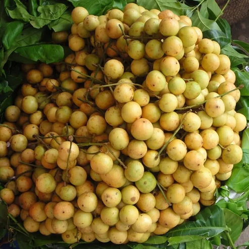 Buy Premium Latkan Fruit Plants Online | Rare Grafted Burmese Grape India Latkan fruit plant online India Buy Rambai fruit plant online Burmese grape plant price in India Grafted Latkan plant for sale Baccaurea sapida plant online Latkan tree nursery near me Sweet Latkan fruit variety India Rare fruit plants online India Latkan fruit plant price How to grow Latkan fruit at home Live Latkan fruit sapling Exotic fruit plants India online Latkan fruit tree benefits Mafai fruit plant price Latkan plant online West Bengal Burmese grape live plant All season Latkan fruit plant Best fertilizer for Latkan tree Dwarf Latkan fruit plant Grafted Rambai fruit tree India