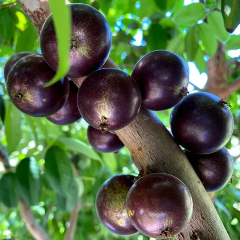 Buy Jaboticaba Plant Online India | Rare Brazilian Grape Tree Sapling jaboticaba plant price in india buy jaboticaba live plant online brazilian grape tree india jaboticaba plant online nursery maramunthiri fruit plant price grafted jaboticaba plant india jaboticaba sabara plant online hybrid jaboticaba fruit tree rare exotic fruit plants india jaboticaba plant care in india precoce jaboticaba plant price red jaboticaba plant online jaboticaba tree for home garden can jaboticaba grow in india jaboticaba fruit plant kerala best jaboticaba variety for india jaboticaba plant in pot india brazilian grape tree sapling buy jabuticaba plant price online exotic fruit tree nursery india
