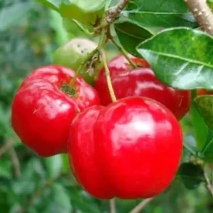 Barbados cherry plant online India Acerola cherry plant price in India Buy West Indian cherry plant online High Vitamin C fruit plants for home garden Barbados cherry live plant for sale Best fruit plants for pots in India Acerola fruit plant nursery near me Barbados cherry plant care India Exotic fruit plants online India Dwarf Barbados cherry plant for balcony Growing Acerola cherry in tropical climate Barbados cherry plant benefits and uses Grafted Barbados cherry plant India Tropical fruit plants for Indian gardens Acerola cherry tree for home terrace Barbados cherry flowering season in India Organic Barbados cherry fruit plant Rare fruit plants online shopping India Barbados cherry plant yield per year Vitamin C rich cherry plant India