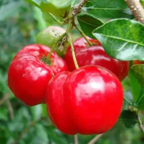 Buy Barbados Cherry Plant Online India | High Vitamin C Acerola Cherry Live Plants Barbados cherry plant online India Acerola cherry plant price in India Buy West Indian cherry plant online High Vitamin C fruit plants for home garden Barbados cherry live plant for sale Best fruit plants for pots in India Acerola fruit plant nursery near me Barbados cherry plant care India Exotic fruit plants online India Dwarf Barbados cherry plant for balcony Growing Acerola cherry in tropical climate Barbados cherry plant benefits and uses Grafted Barbados cherry plant India Tropical fruit plants for Indian gardens Acerola cherry tree for home terrace Barbados cherry flowering season in India Organic Barbados cherry fruit plant Rare fruit plants online shopping India Barbados cherry plant yield per year Vitamin C rich cherry plant India