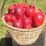 Malai Water Apple plant Water Apple plant India Buy Water Apple plant online India Wax Apple plant India Malai Apple plant price India Water Apple fruit plant online Syzygium samarangense plant India Water Apple plant nursery India Exotic fruit plants India Buy exotic fruit plants online Malai Water Apple tree Water Apple plant care India Fast growing fruit plants India Terrace gardening fruit plants Water Apple sapling India Buy fruit plants online India Rare fruit plants India Sweet Water Apple plant Organic fruit plants India Home garden fruit plants India Water Apple plant for sale Best fruit plants for home garden Malai Apple fruit tree India High yielding fruit plants India Water Apple live plant India Indoor fruit plants India Outdoor fruit plants India Tropical fruit plants India Easy growing fruit plants India Buy Malai Water Apple plant online