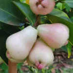 white missile water apple plant online buy white jamrul plant india water apple live plant price hybrid white water apple saplings white missile wax apple tree safed jamrul plant online shopping grafted water apple plant india white missile jamun fruit plant best water apple variety for home garden buy exotic fruit plants online india white bell fruit plant nursery syzygium samarangense white missile dwarf water apple plant for pots white missile water apple care india all season water apple plant kallarka water apple plant online white jamrul tree price in india buy live fruit plants with free shipping thailand white water apple plant rare fruit plants online india