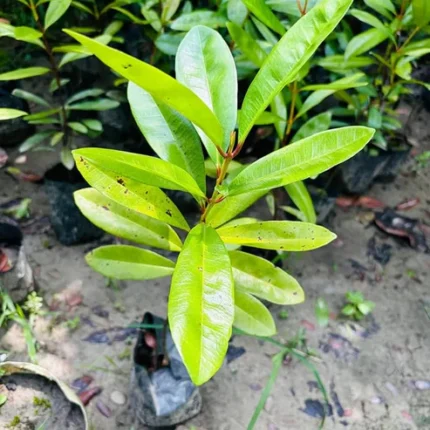 Meat Masala Plant Buy Meat Masala Plant online India Plectranthus amboinicus plant India Indian Borage plant benefits Patharchur plant for stone Spiced leaf plant for meat curry Natural meat flavor plant Ajwain leaf plant care Medicinal plants for home garden India Exotic herb plants India Best nursery for spice plants West Bengal Organic Meat Masala plant online Hybrid spice plants for pots How to grow Meat Masala plant at home Karpooravalli plant uses Mexican Mint plant India Fresh herbs for kitchen garden Aromatic leaf plants for cooking Low maintenance medicinal plants Naam Meat Masala plant price