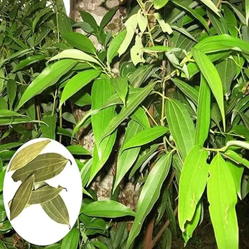 Buy Premium Tejpatta Plants Online India | Fresh Indian Bay Leaf Saplings tejpatta plant online india buy indian bay leaf plant tejpatta tree price in india buy live tejpatta sapling indian bay leaf plant for home garden tejpatta plant nursery near me cinnamomum tamala plant online tejpatta plant benefits for home buy biryani leaf plant online tejpatta plant care in india hybrid tejpatta plant price tej patta ka paudha online indian spice plants for balcony growing tejpatta in pots india tejpatta plant delivery delhi best nursery for tejpatta plant tejpatta plant medicinal uses buy aromatic spice plants india tejpatta leaf plant for kitchen garden low maintenance tejpatta plant india