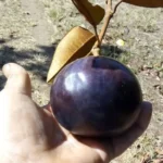 Milk fruit plant online India Star apple plant price in India Buy exotic fruit plants online India Chrysophyllum cainito plant India Milk fruit tree benefits Purple star apple plant India Best fruit plants for terrace garden India Rare fruit plants for sale in India Tropical fruit trees for Indian climate Grafted milk fruit plant online Caimito fruit plant India Star apple farming in India Fast growing fruit plants for home garden Sweet milk fruit variety India Exotic live plants home delivery India How to grow star apple in India Milk fruit plant nursery near me Low maintenance fruit plants India Hybrid fruit plants for pots India Best online plant nursery India