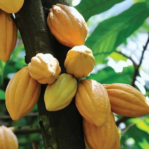 Premium Cocoa Fruit Plants for Sale | Buy Genuine Chocolate Trees Online India Cocoa plant price in India Buy cocoa fruit plant online Chocolate tree plant for sale Hybrid cocoa plant nursery Theobroma cacao plant India Cocoa plant cultivation in West Bengal High yielding cocoa varieties India Cocoa plant care and growth Exotic fruit plants India Best fertilizer for cocoa plants Cocoa intercropping with coconut Dwarf cocoa plant variety Cocoa farming in South India How to grow cocoa at home India Organic cocoa seedlings India Cocoa fruit plant online delivery Rare fruit plants nursery Kolkata Tropical fruit plants for home garden Cocoa plant climate requirements India Grafted cocoa plants for sale