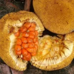 Keledang fruit plant online India Artocarpus lanceifolius nursery West Bengal Exotic fruit plants for sale India Rare jackfruit variety plants Keledang plant price in India Hybrid fruit plants online Kolkata Tropical fruit trees for Indian climate Best nursery for exotic plants in India Keledang fruit taste and benefits Buy rare fruit plants online India Thai variety fruit plants India All India delivery fruit nursery Keledang tree cultivation guide High-yield hybrid fruit plants Home garden fruit trees India Exotic fruit plant collection 2026 Rare Artocarpus species India Best fruit plants for terrace garden India Organic fruit plant nursery India Buy Keledang live plant online