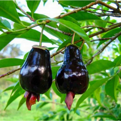 Buy Rio Grande Cherry Plant Online India | Rare Hybrid Eugenia Involucrata rio grande cherry plant online india buy eugenia involucrata plant india rio grande cherry live plant price exotic fruit plants online india big river cherry plant nursery rio grande cherry plant in kerala buy rare cherry plants india eugenia involucrata fruit plant india rio grande cherry plant care india grafted cherry plants for home garden tropical cherry tree online india rio grande cherry sapling price best exotic fruit nursery india hybrid cherry plant for pots rio grande cherry seeds india eugenia involucrata online shopping dark purple cherry plant india brazilian cherry plant india rio grande cherry tree for sale buy fruit plants online india 2026