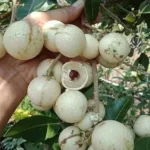 White Longan Fruit Plant Longan Plant India Buy Longan Tree Online India White Longan Tree for Sale Longan Fruit Plant Price India Sweet Longan Plant India Dragon Eye Fruit Plant India Longan Tree Online Shopping Exotic Fruit Plants India Rare Fruit Plants India Longan Sapling India Best Longan Plant India Longan Fruit Tree Nursery India Buy Exotic Fruit Plants Online Longan Plant Care India Tropical Fruit Plants India Longan Tree for Home Garden Organic Fruit Plants India High Yield Longan Tree Longan Fruit Tree India Buy Longan Sapling Online Longan Plant for Terrace Garden Fast Growing Fruit Plants India Longan Tree in Pot India Premium Longan Plant India Healthy Longan Sapling Longan Fruit Benefits India Live Longan Plant Online Garden Fruit Plants India Longan Tree Delivery India