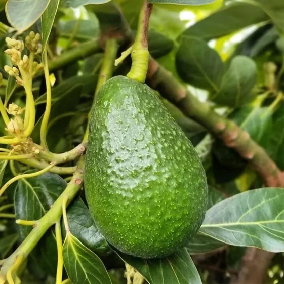 Premium Avocado Fruit Plants for Sale | High-Yielding Grafted Varieties in India Avocado plants online India Buy Hass avocado tree India Avocado fruit plant price in India Best avocado varieties for Indian climate Grafted avocado plants for sale Butter fruit plant nursery India Hass avocado cultivation in India Avocado farming profit per acre India Hybrid avocado plants India Arka Supreme avocado plant online Pinkerton avocado plants India Grown in India avocado saplings Indoor avocado plant India Avocado plant nursery near me Dwarf avocado tree for home garden India Lamb Hass avocado plants India Avocado tree flowering season India Best fertilizer for avocado plants India Vietnam avocado plant India Arka Coorg Ravi avocado nursery