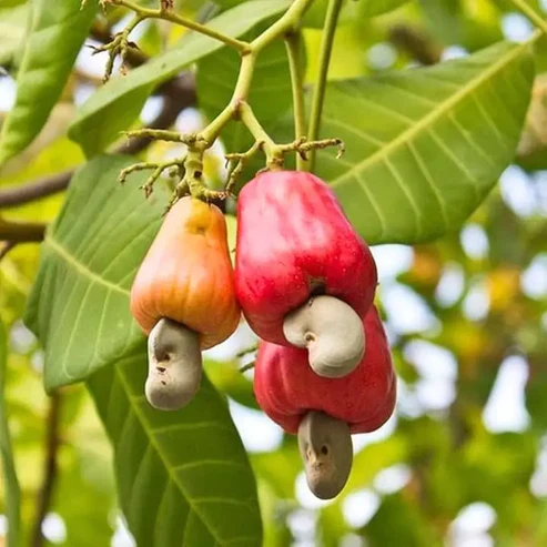 Buy Premium Kaju & Badam Fruit Plants Online in India | High-Yielding kaju plant online india buy badam plant online kaju badam live fruit plant cashew nut tree price india almond tree live plant grafted kaju plant online hybrid badam plant price kaju tree for home garden dwarf cashew plant india sweet almond live plant kaju badam nursery near me kaju live plant free shipping badam tree sapling online how to grow kaju at home all time kaju fruit plant kagzi badam plant online india best cashew plant variety in india buy fruit plants online india cashew fruit plant price kaju badam ka ped online