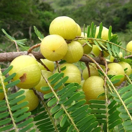 green amla plant amla plant online india buy amla plant online indian gooseberry plant amla fruit plant price amla tree plant online buy gooseberry plant india organic amla plant amla plant for home garden amla tree price india amla sapling online best amla plant variety amla plant nursery india fresh amla plant online grafted amla plant amla tree for sale india high yield amla plant amla fruit tree india amla plant care india amla farming plant amla plant benefits indian gooseberry tree plant buy fruit plants online india healthy amla plant fast growing amla plant amla plant for terrace garden amla plant wholesale india amla fruit tree online medicinal fruit plants india amla plant supplier india