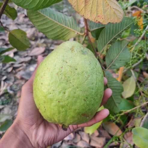 Thai 7 Guava Fruit Plants Online in India | High Yield Sweet Guava Trees for Home Garden Thai 7 guava plant Thai guava plant online India buy guava plants online India Thai guava tree price India best guava plant variety India high yield guava plant Thai 7 guava fruit plant guava plant for home garden guava plant online delivery India sweet guava plant India fast growing guava plant guava nursery India online hybrid guava plant India big size guava plant organic guava plant India guava farming plants India Thai guava sapling online fruit plants online India buy fruit plants online India best guava tree for farming