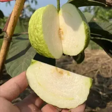 White Diamond Guava Plant White Guava Plant India Guava Fruit Plant Online Buy Guava Plant Online India Sweet Guava Plant High Yield Guava Plant Exotic Guava Plant India Guava Tree for Home Garden Best Guava Variety India White Flesh Guava Plant Guava Plant for Terrace Garden Fast Growing Guava Plant Organic Guava Plant Guava Sapling Online India Live Guava Plant Delivery Fruit Plants Online India Guava Plant Price India Hybrid Guava Plant Guava Tree in Pot Indoor Guava Plant India Outdoor Fruit Plant India Gardening Plants India Home Gardening Fruit Plants Guava Plant Nursery India Healthy Fruit Plant Vitamin C Rich Fruit Plant Easy Grow Fruit Plants Low Maintenance Fruit Plant Best Plants for Kitchen Garden Guava Plant for Beginners